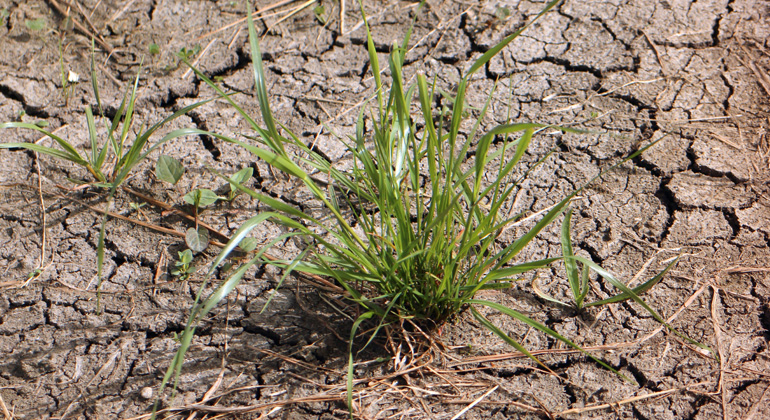 Groundwater threatened by droughts and heavy rainfalls